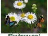 ����������� Coreshka � ���� ��������!