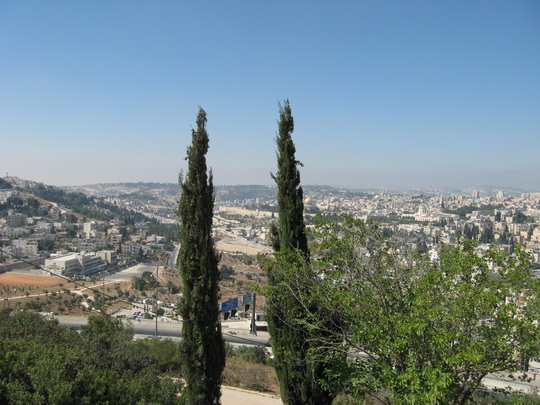 Оливы в Иерусалиме
