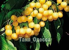 Компот из белой черешни : Люблю готовить