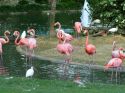 a v parkah ochen' mnogo rosovyh flamingo